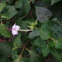 Mirabilis jalapa L.